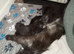 Black smoke Maine Coon X kittens. 2 boys 3 girls
