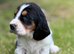 Quality KC Basset puppies