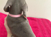 Minature Dachshunds