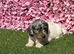 Miniature Daschund