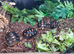 red foot 5 year old tortoises and others