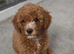 6 beautiful cavapoo puppies 1 boy still looking for his forever home