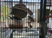 Ten finches and cage for sale