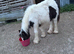 Filly cob for sale
