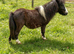 Miniature Shetland colt