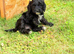 Cockpoo puppy’s