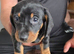 Miniature dacshund puppies