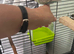 Two budgies with cage
