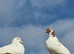 10 white garden doves