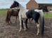 16.2hh warmblood stallion for sale