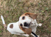 Beagle looking for new