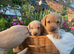 Two handsome Labrador boys