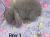 Gorgeous mini lop & mini lion lops
