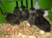 SEXED QUAILS/CHINESE PAINTED BUTTONS !