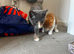 3 female Kittens