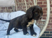 Working Cocker Spaniels
