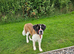 2 year old St bernard
