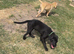 5 stunning Labrador puppies for sale