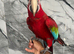 Friendly Super Tame Talking Greenwing Macaw Parrot,23