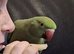 Indian ring neck