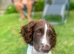 4 month Cocker