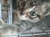 5 cats for sale