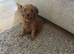 Beautiful f1b Cavapoos puppies