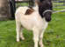 Halstock Spike miniature Gelding