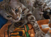 Stunning Pedigree Bengal Kittens.
