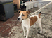 Jack Russel girl