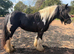 Heavy cob mare