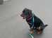 Max, pedigree 2 year old Rottweiler