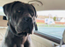 Rehoming dog