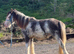 Blagdon filly cob