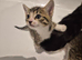 Adorable taddies needing a new home