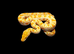 BURMESE PYTHONS
