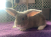 7 week old Lops