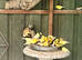 Young canaries available