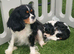 KC Cavalier King Charles!