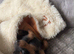 Three Male Miniature Pinscher Puppies
