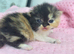 3 beautiful exotic kittens