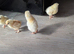 Chicks