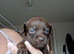Cockapoo x chihuahua girls