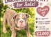 English bulldog