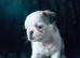 Beautiful and rare purebred Pug puppies ready 26/08/2026-£1500