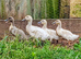 Swedish Ducklings off heat & outside