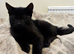 Very affectionate Black Kitten