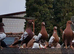 Mulemans racing pigeons available