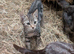 2 male tabby kittens