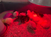 USA bearded bantam silkie chicks and bantam pekin
